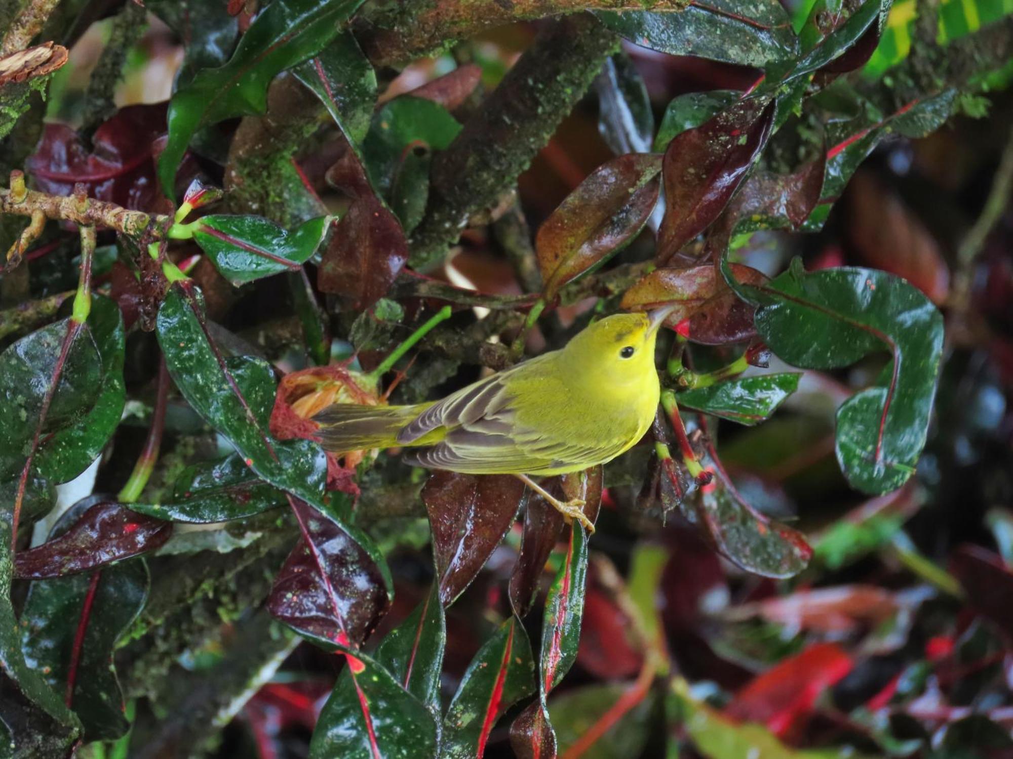 فندق Bella Vista Corcovado Drakes Bay المظهر الخارجي الصورة