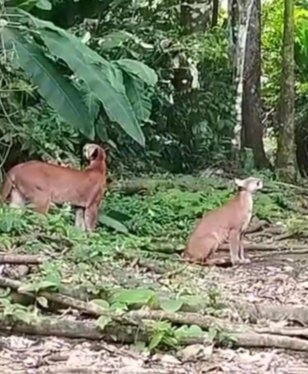 فندق Bella Vista Corcovado Drakes Bay المظهر الخارجي الصورة