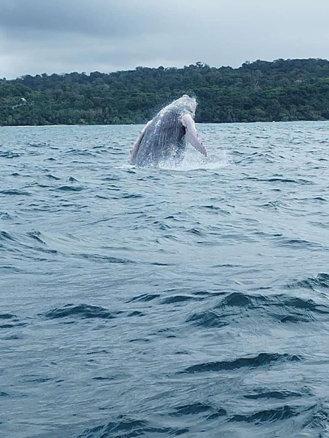 فندق Bella Vista Corcovado Drakes Bay المظهر الخارجي الصورة