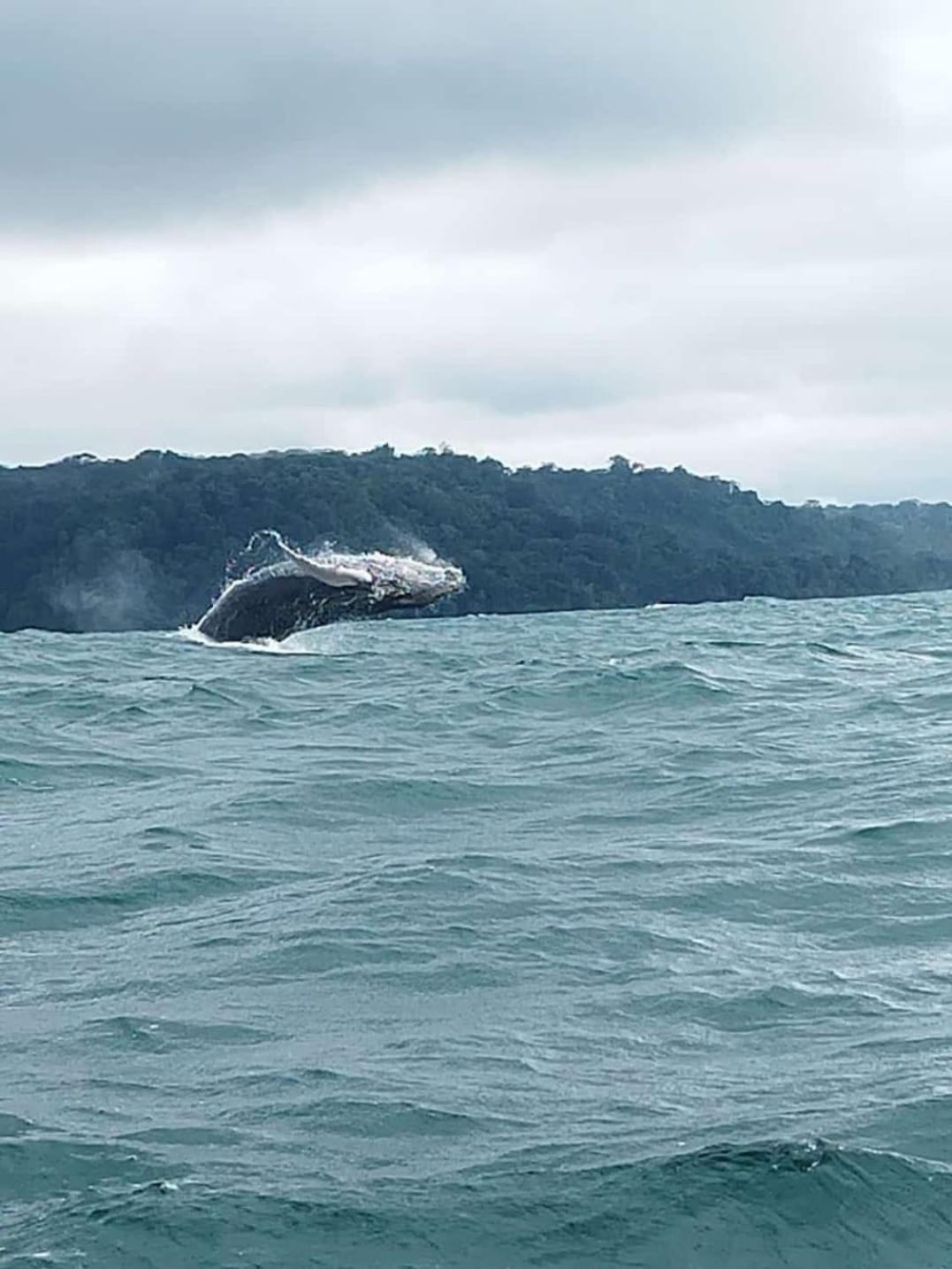 فندق Bella Vista Corcovado Drakes Bay المظهر الخارجي الصورة