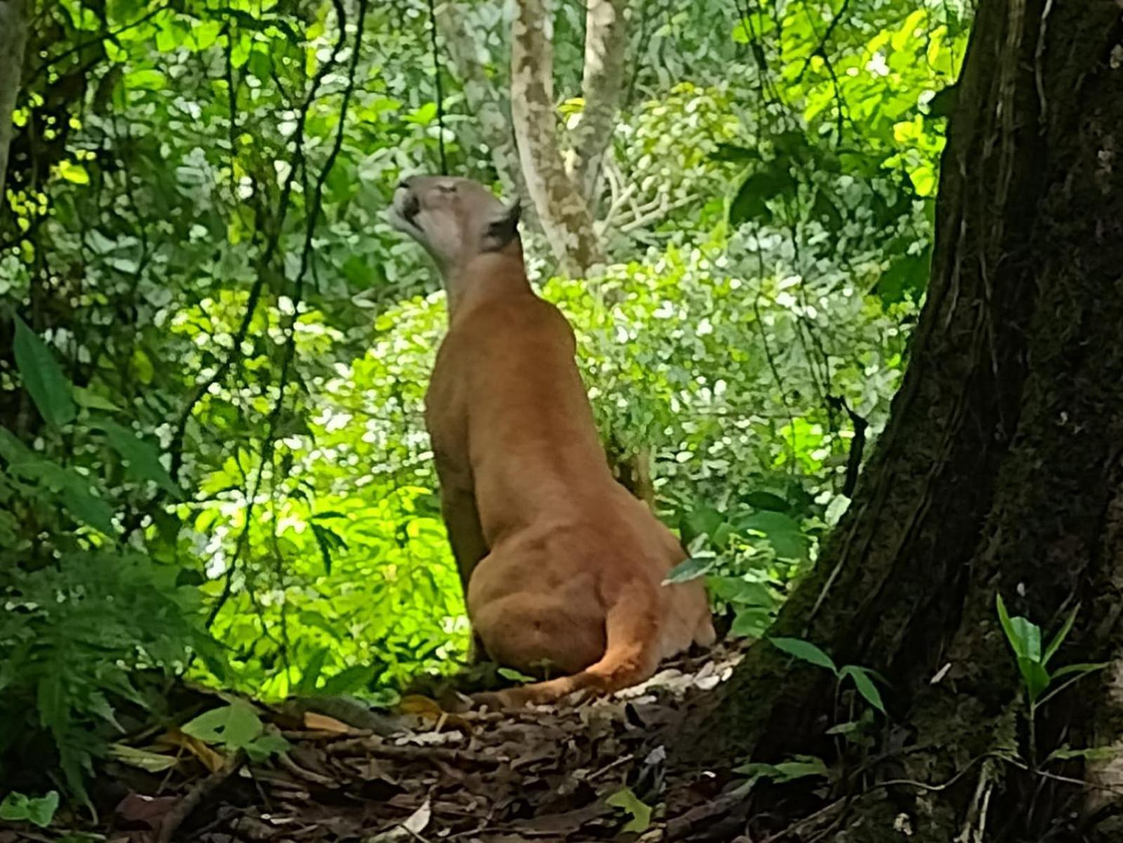 فندق Bella Vista Corcovado Drakes Bay المظهر الخارجي الصورة