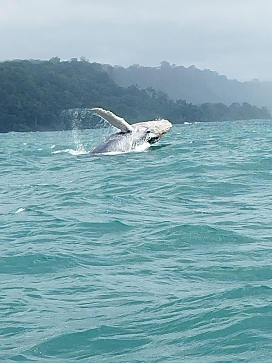 فندق Bella Vista Corcovado Drakes Bay المظهر الخارجي الصورة