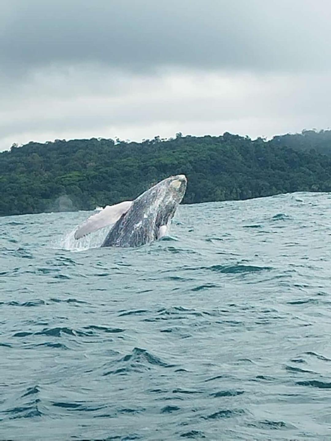 فندق Bella Vista Corcovado Drakes Bay المظهر الخارجي الصورة
