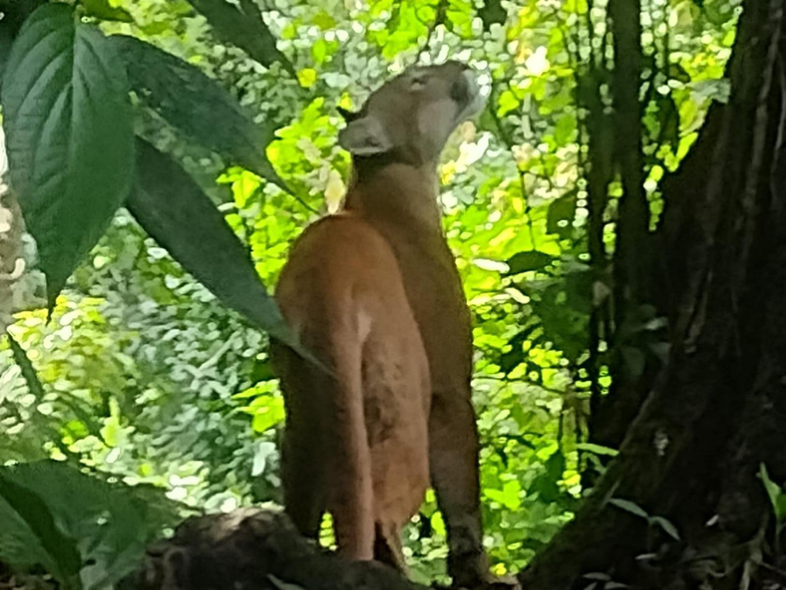 فندق Bella Vista Corcovado Drakes Bay المظهر الخارجي الصورة