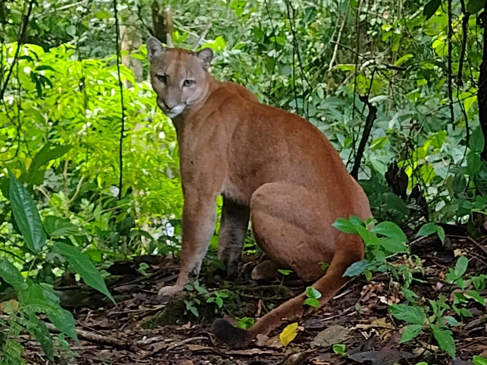 فندق Bella Vista Corcovado Drakes Bay المظهر الخارجي الصورة